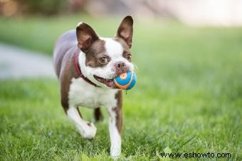 11 juguetes para perros para masticadores agresivos (casi indestructibles)