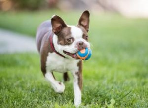 11 Mejores Juguetes Indestructibles para Perros Masticadores Agresivos: Recomendados por Veterinarios
