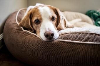 15 mejores camas para perros para cachorros de todas las formas y tamaños