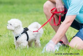 5 bolsas biodegradables para caca de perro a tener en cuenta