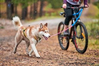 7 actividades divertidas para ti y tu perro