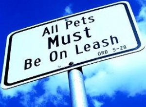 Guía Completa: Mejores Estilos de Correas para Perros, Accesorios y Consejos Prácticos