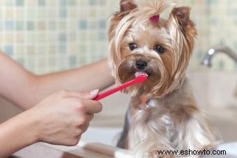Las mejores marcas de pasta de dientes para perros para una salud bucal óptima