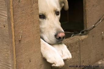 Cómo elegir la mejor casa para perros para su mascota