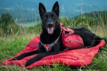 Cómo elegir el tipo adecuado de cama para perros para su mascota