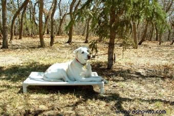 Cómo elegir el tipo adecuado de cama para perros para su mascota