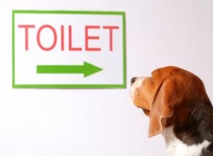 ¿Funciona el Potty Patch para perros? Análisis experto de ventajas y desventajas