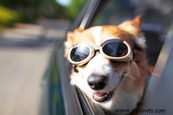 ¿Tu perro necesita gafas para perros?