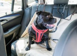 Sistemas de sujeción para perros en el coche: Guía experta para la seguridad de tu mascota
