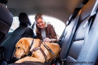 Tipos de sujeción de autos para perros para mantener seguro a su cachorro