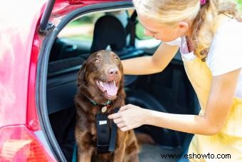 Tipos de sujeción de autos para perros para mantener seguro a su cachorro