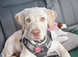Mejores Arneses para Perros con Artritis: Guía Experta de Soporte y Movilidad