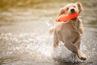 Fantásticos juguetes acuáticos para perros