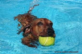 Fantásticos juguetes acuáticos para perros