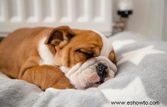 Patrones gratis de camas para perros en diferentes tamaños y estilos