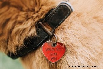 Divertidas etiquetas para perros que se adaptan a la personalidad valiente de tu perro