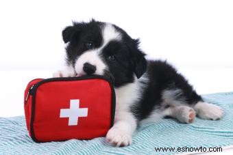 Cómo armar un botiquín de primeros auxilios para perros