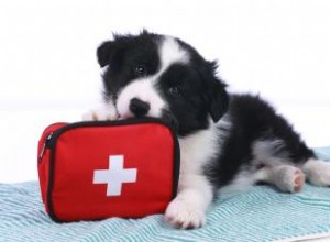 Cómo armar un botiquín de primeros auxilios para perros