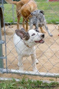 Cómo construir un corral para perros