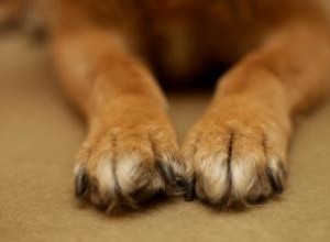 Conserva las Huellas de las Patas de tu Perro: Recuerdos Eternos e Inolvidables