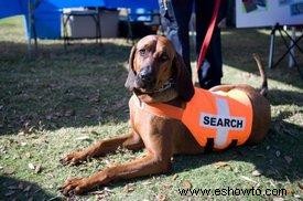 Colores, parches y modelos de la mochila Service Dog