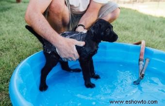 Diez razones para comprar una piscina infantil para su perro