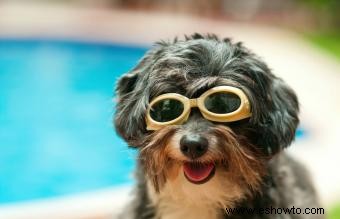 Diez razones para comprar una piscina infantil para su perro