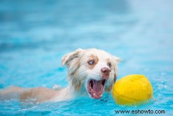 Diez razones para comprar una piscina infantil para su perro