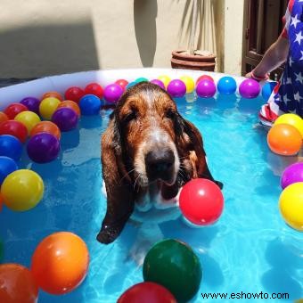 Diez razones para comprar una piscina infantil para su perro