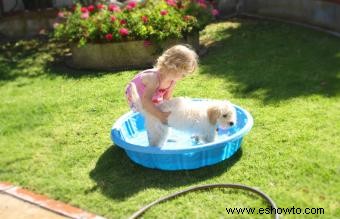 Diez razones para comprar una piscina infantil para su perro