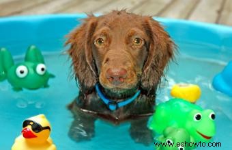 Diez razones para comprar una piscina infantil para su perro