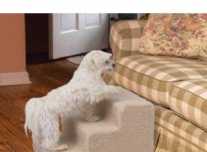 Escaleras para Perros: Beneficios para Cachorros, Razas Pequeñas y Mascotas con Discapacidades