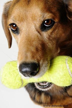 Consejos para elegir juguetes seguros para perros
