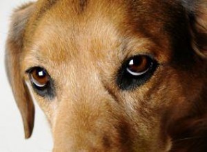 Guía experta: Cómo elegir juguetes seguros para perros