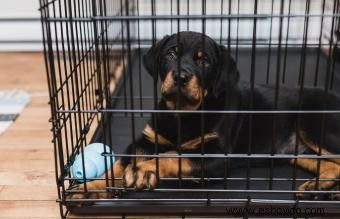 Cómo entrenar a tu perro en jaulas