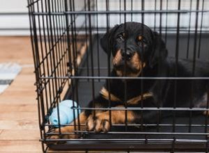 Cómo entrenar a tu perro en jaulas