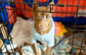 Cómo entrenar a tu perro en jaulas