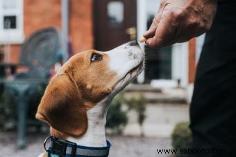 Consejos de expertos para evitar que los perros ensucien el patio