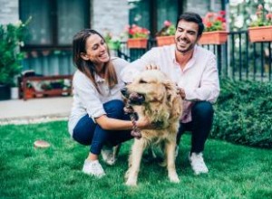 Consejos de Expertos para Evitar que tu Perro Ensucie el Patio: Guía Práctica y Efectiva