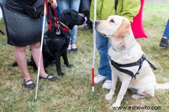 6 tipos de perros de asistencia y razas comúnmente utilizados
