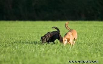 Un divertido juego de entrenamiento de olores para perros