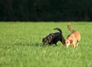 Entrenamiento Olfativo para Perros: Un Juego Divertido y Efectivo Recomendado por Expertos
