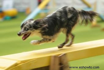 Introducción a la agilidad canina