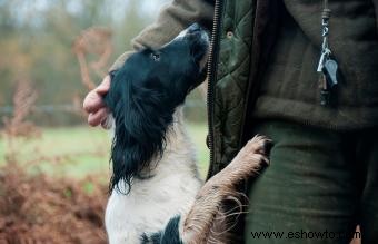 ¿Los silbatos para perros son efectivos para el entrenamiento?