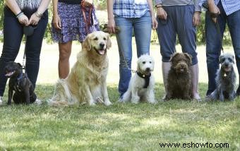 Desarrolle un plan para el entrenamiento de perros