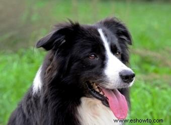 Dificultades para manejar border collies