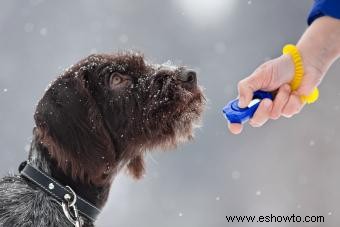 Entrenamiento con clicker para perros