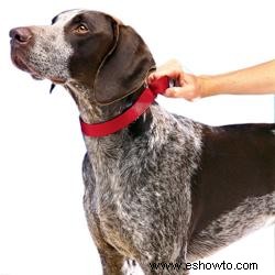 Estilos y recomendaciones de collares de adiestramiento para perros