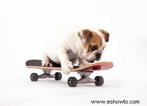 Cómo entrenar a un bulldog inglés para andar en patineta