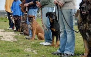 Entrenamiento de perros con el método del espejo